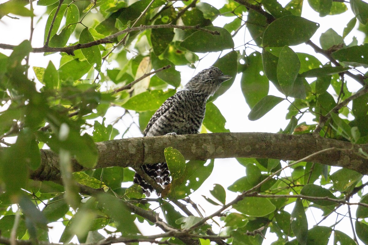 Bar-crested Antshrike - ML628769686