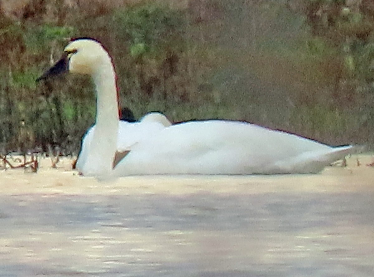 Tundra Swan - ML628769735