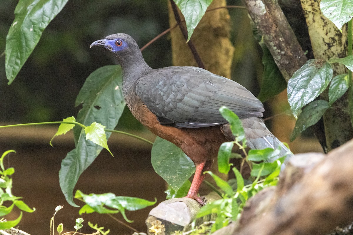 Sickle-winged Guan - ML628769869