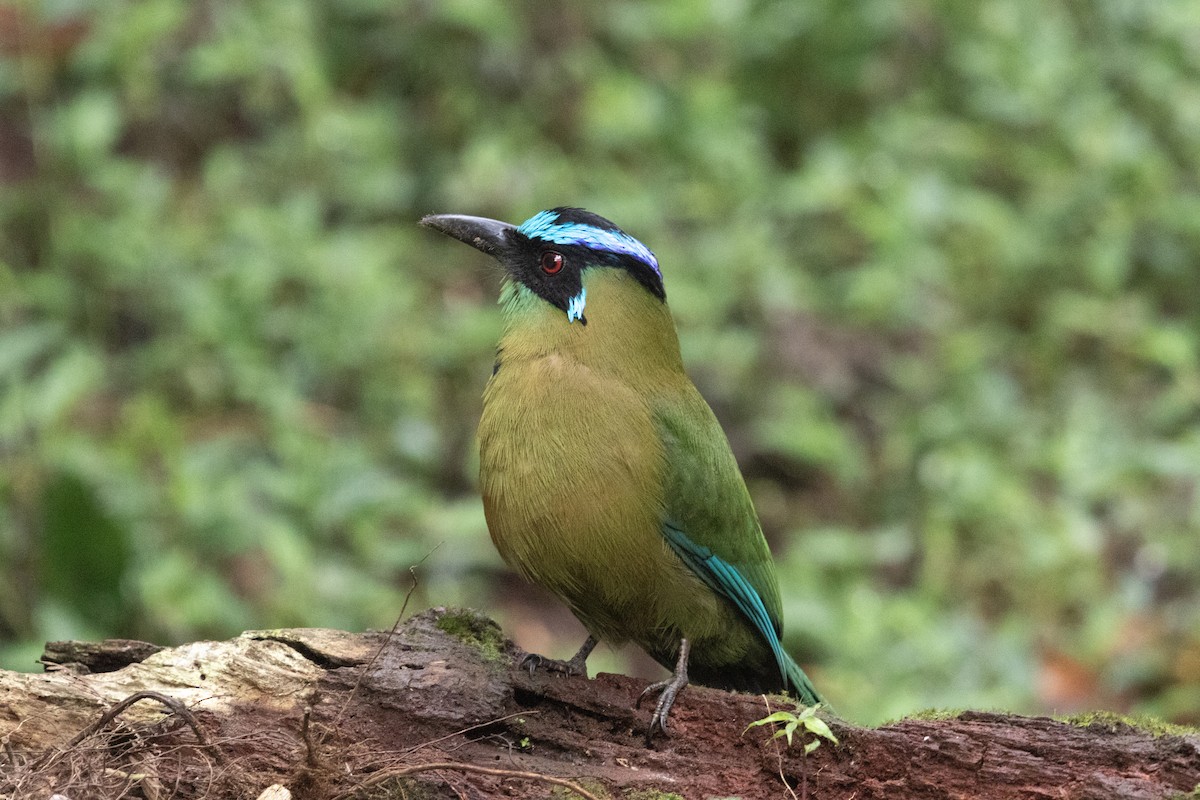 Andean Motmot - ML628769872