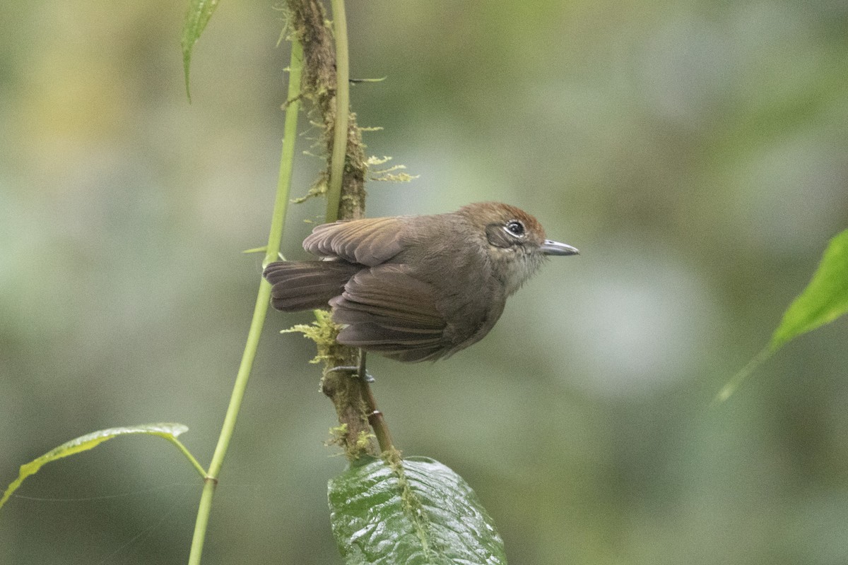 Plain Antvireo - ML628769879