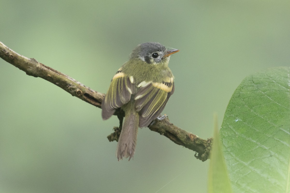 Variegated Bristle-Tyrant - ML628769882