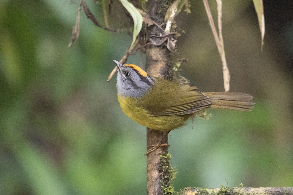 Russet-crowned Warbler - ML628769887