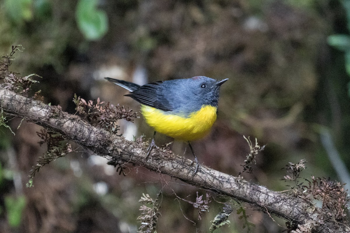 Slate-throated Redstart - ML628769890