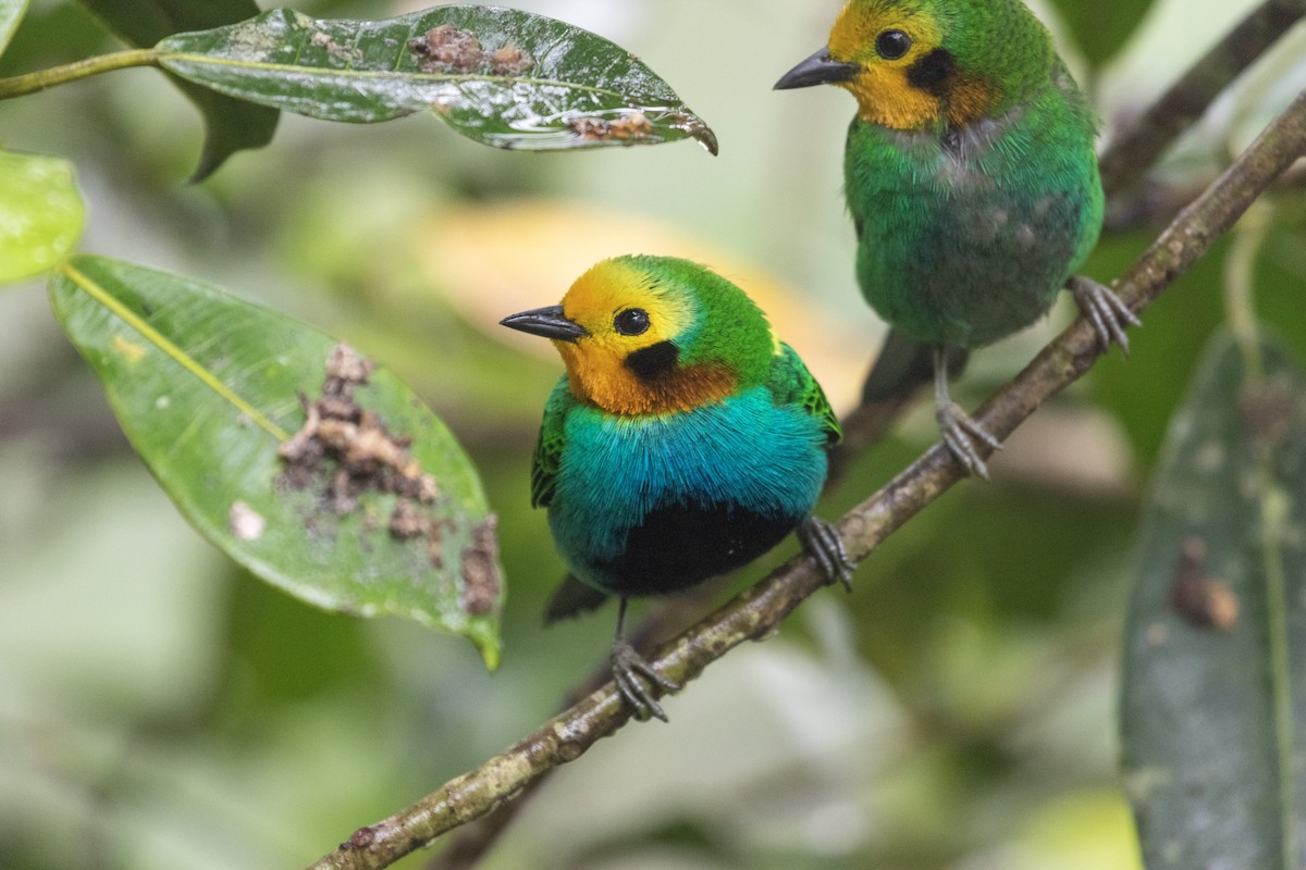 Multicolored Tanager - ML628769893
