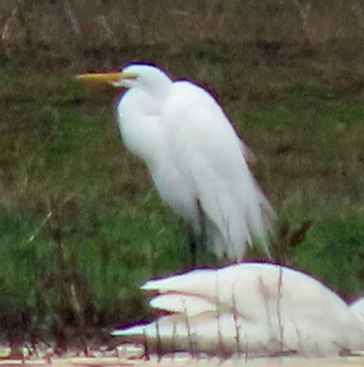 Great Egret - ML628769908