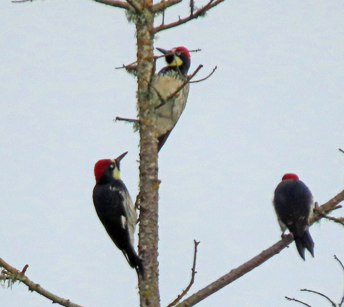 Acorn Woodpecker - ML628770019