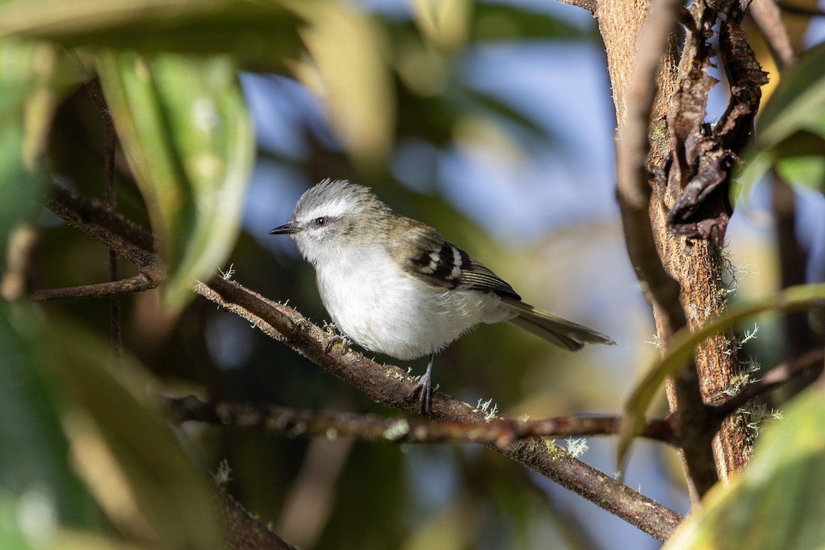 White-banded Tyrannulet - ML628770025
