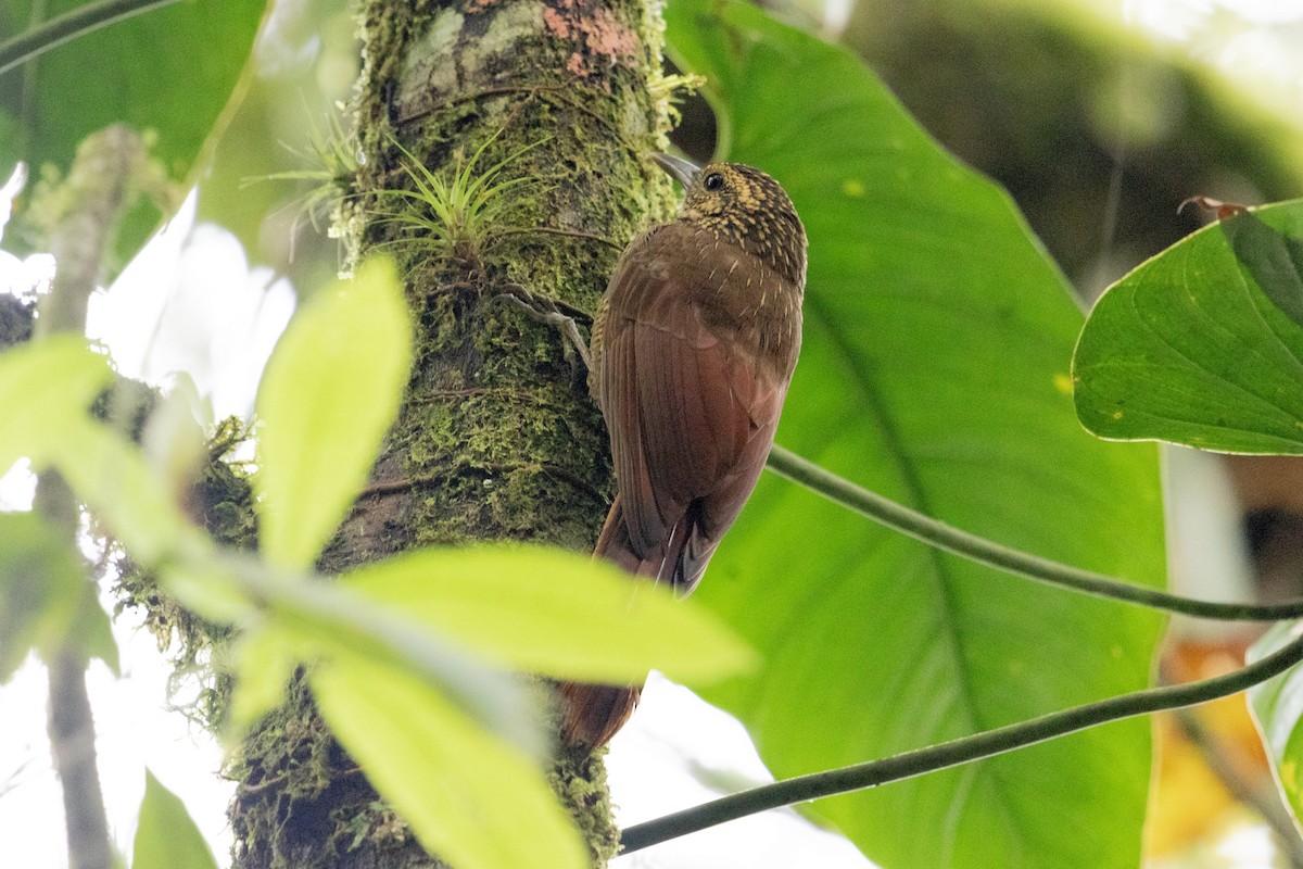 Black-banded Woodcreeper - ML628770050