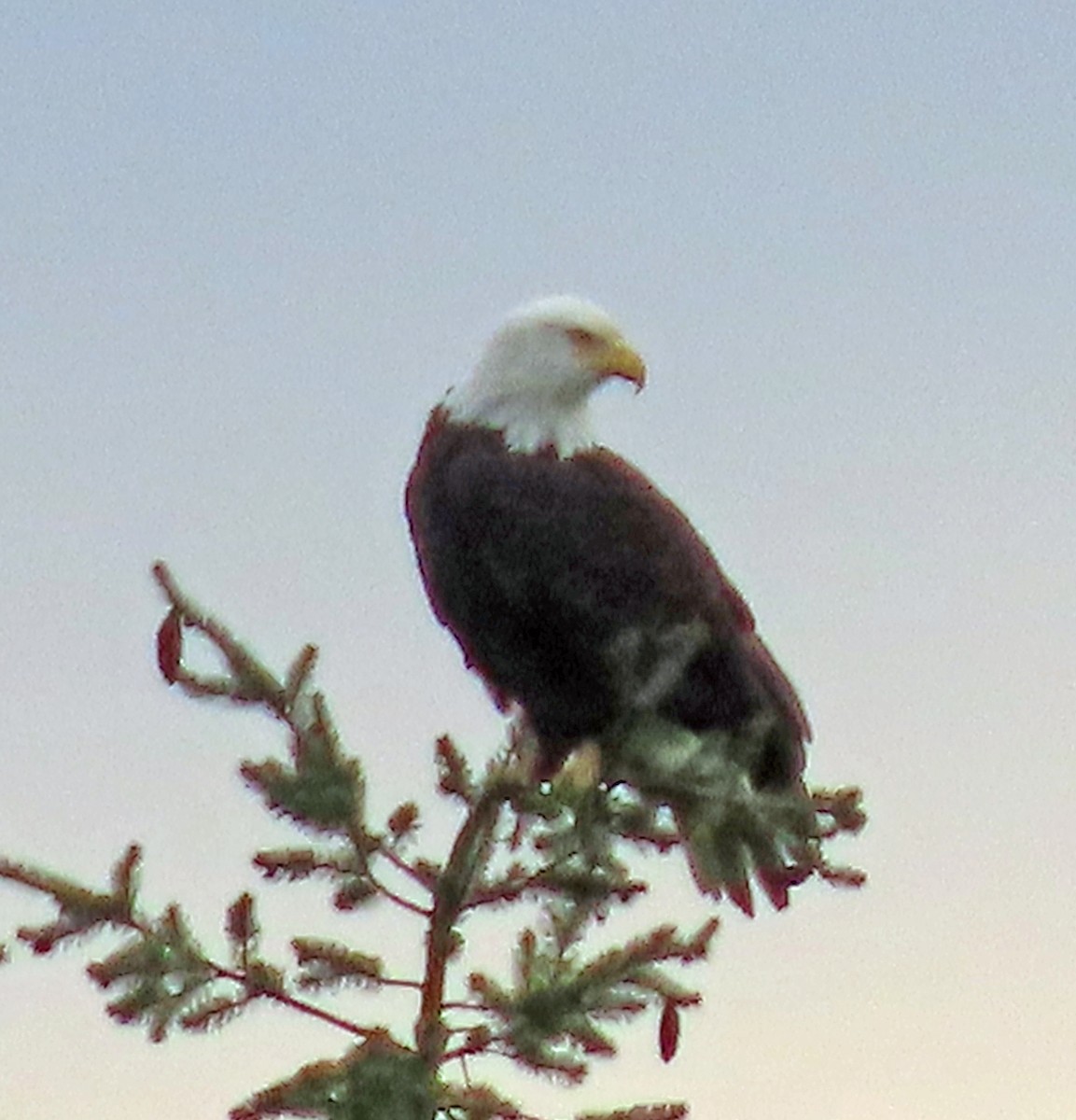 Bald Eagle - ML628770115