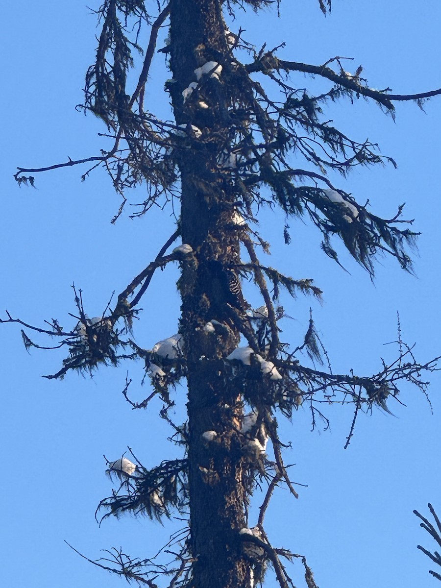 American Three-toed Woodpecker - ML628770197