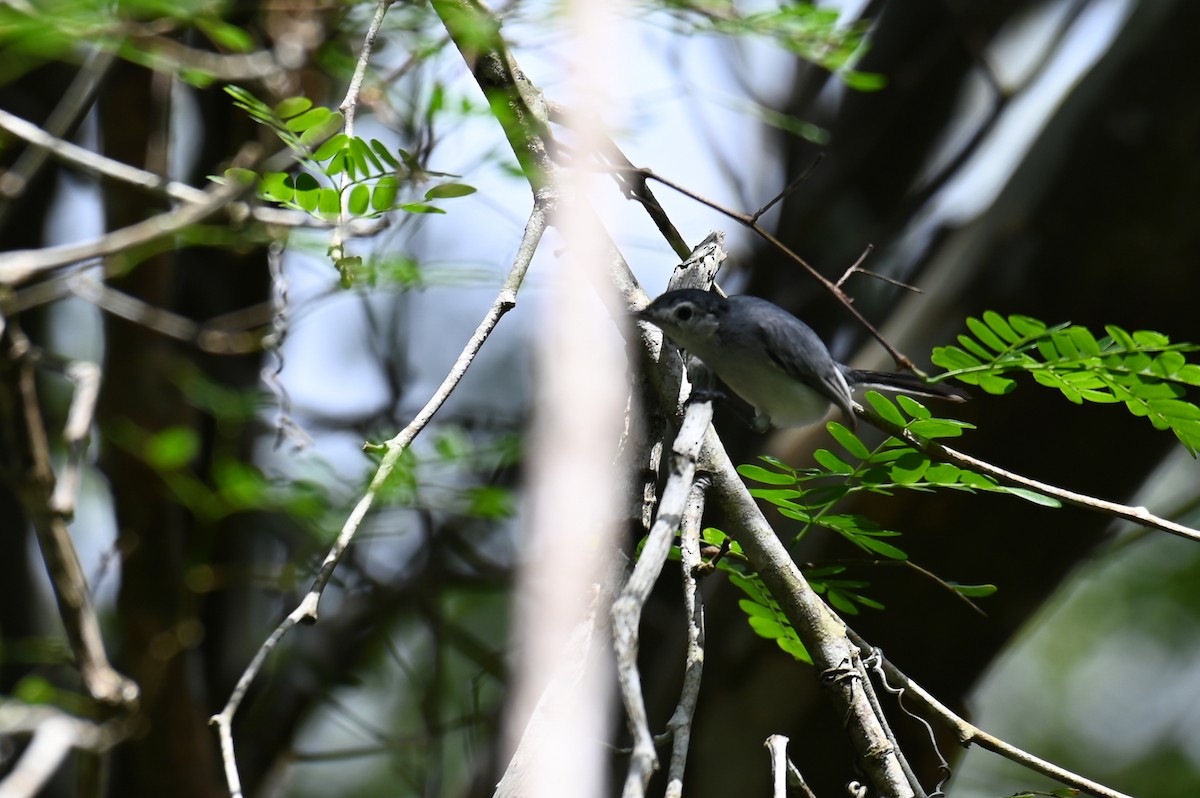 White-browed Gnatcatcher - ML628770578