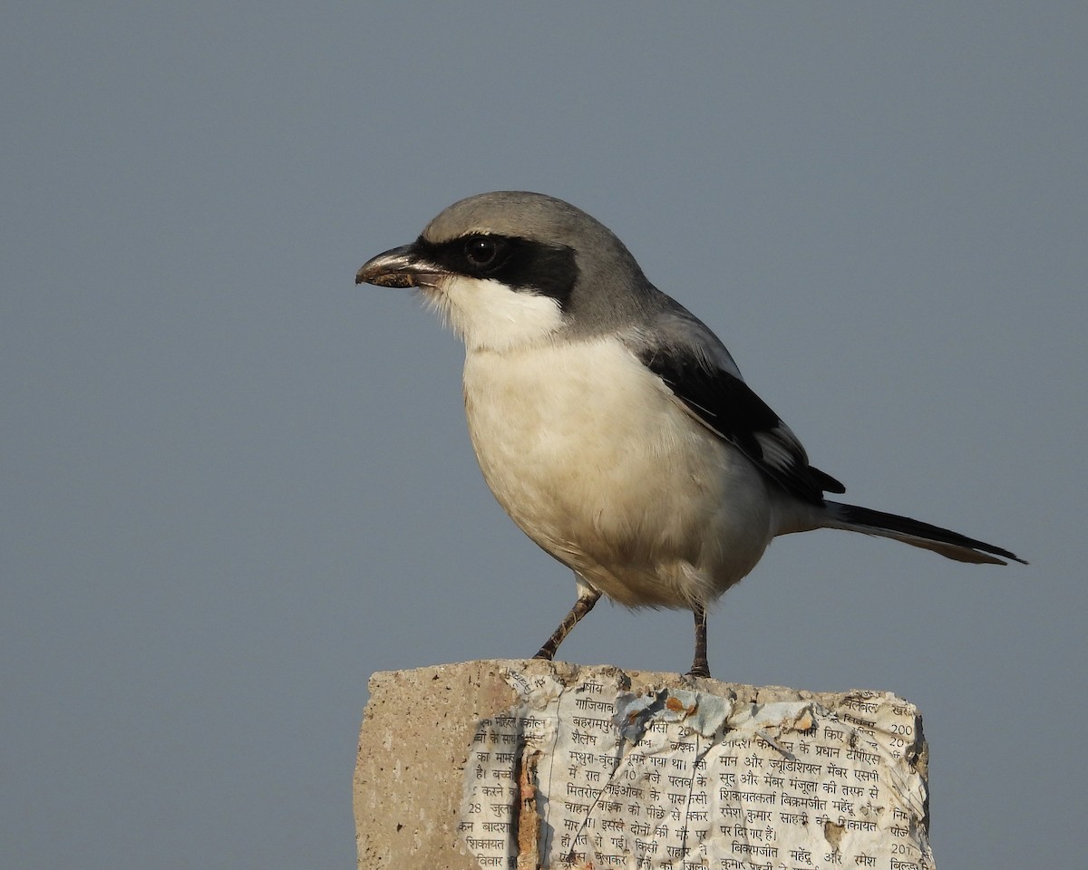 Great Gray Shrike - ML628770594