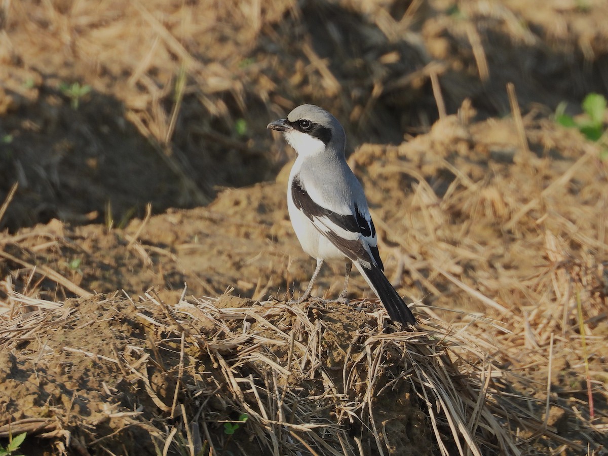 Great Gray Shrike - ML628770595