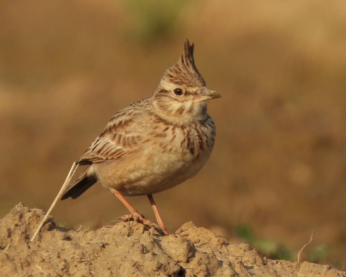 Crested Lark - ML628770598