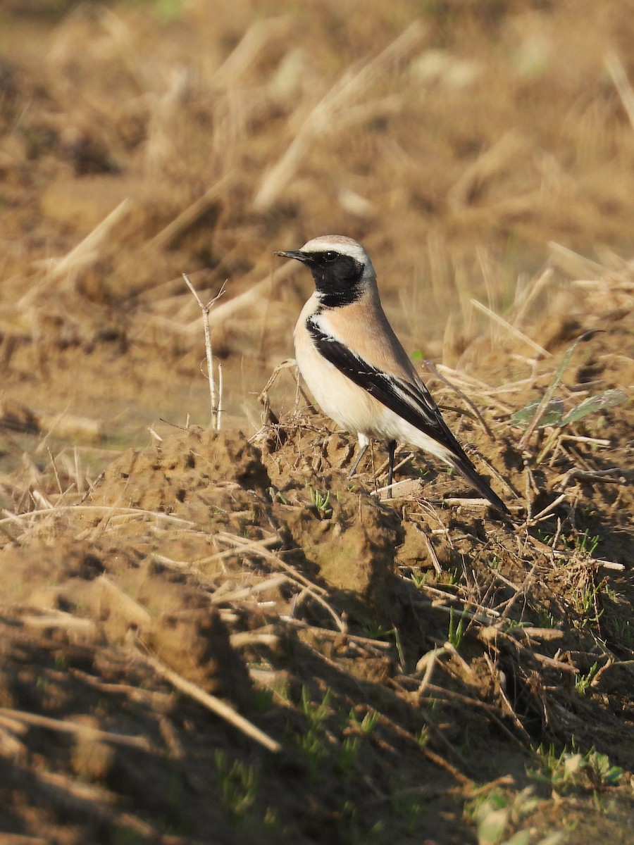 Desert Wheatear - ML628770608