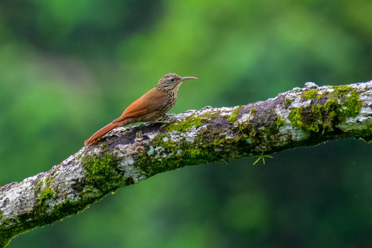 Streak-headed Woodcreeper - ML628770745