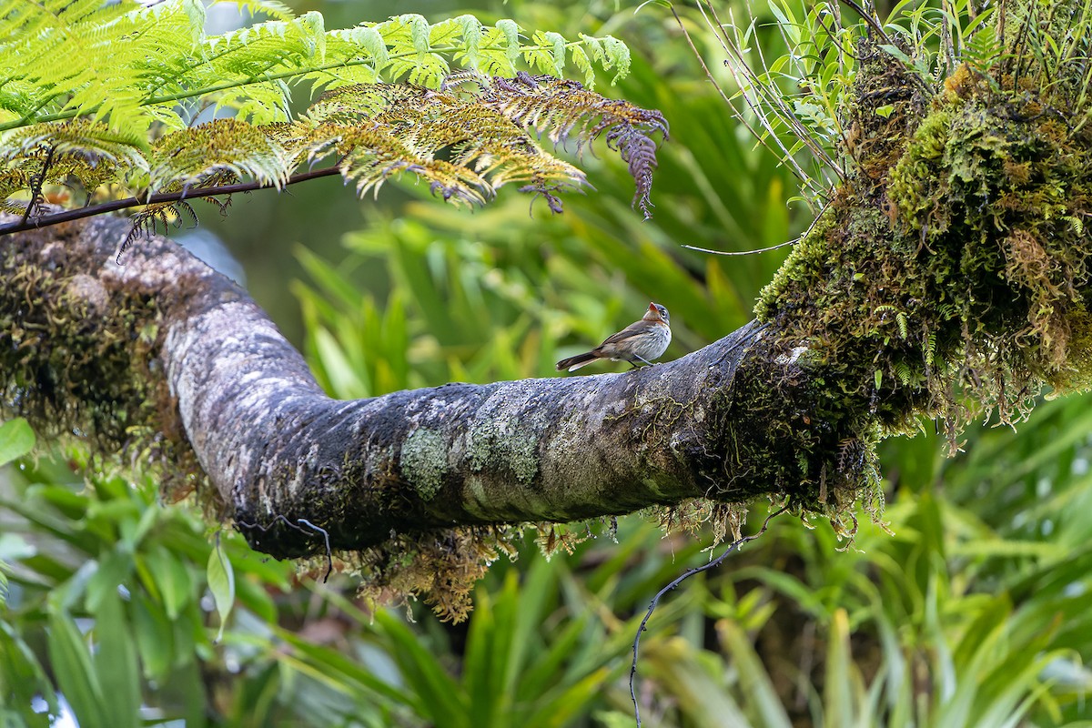 Chestnut-throated Flycatcher - ML628770756