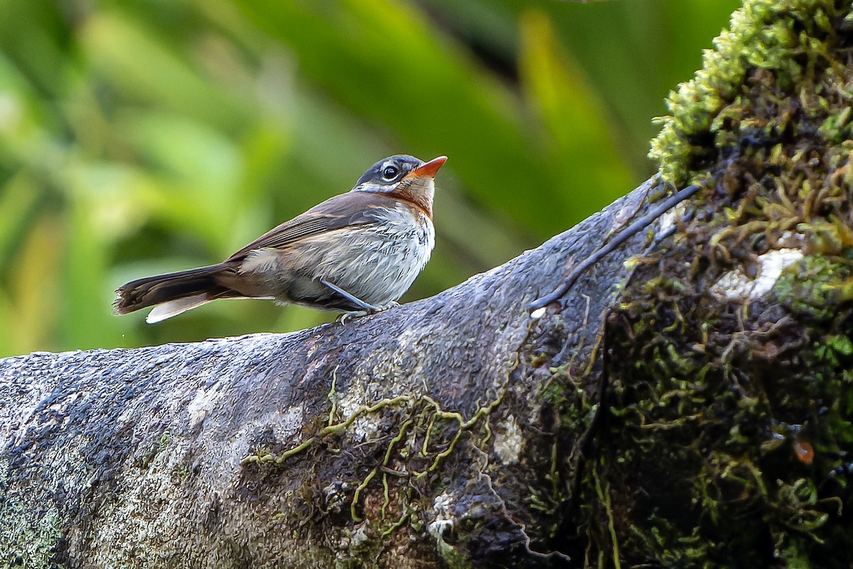 Chestnut-throated Flycatcher - ML628770757