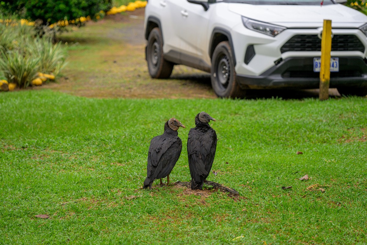 Black Vulture - ML628770766