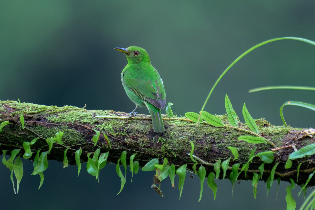 Green Honeycreeper - ML628770821