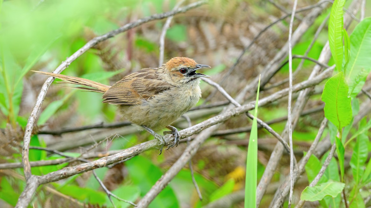 Cape Grassbird - ML628770951