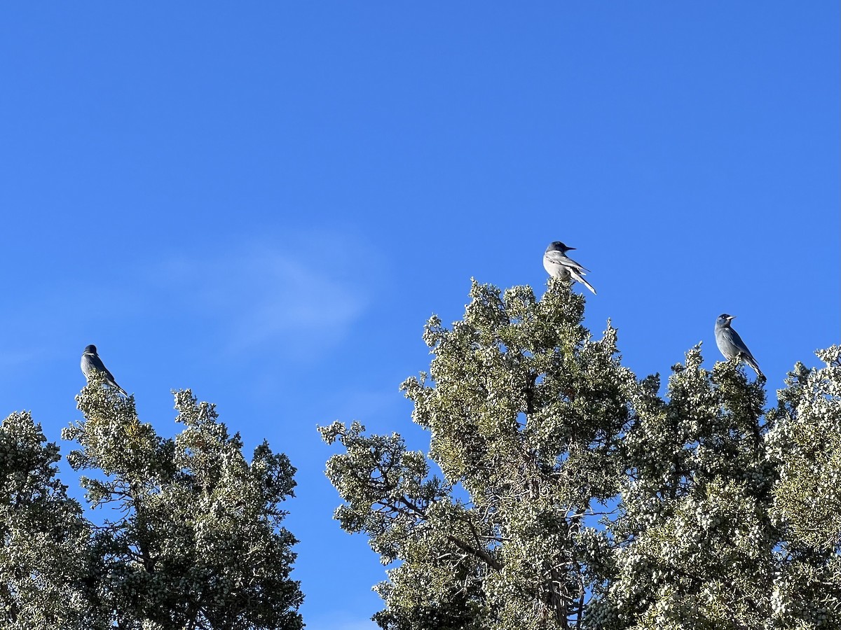 Pinyon Jay - ML628770990