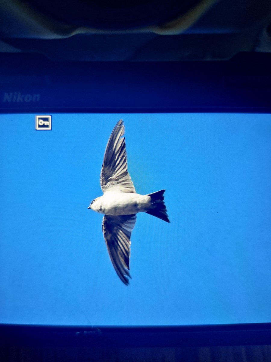 jiřička obecná - ML628771048