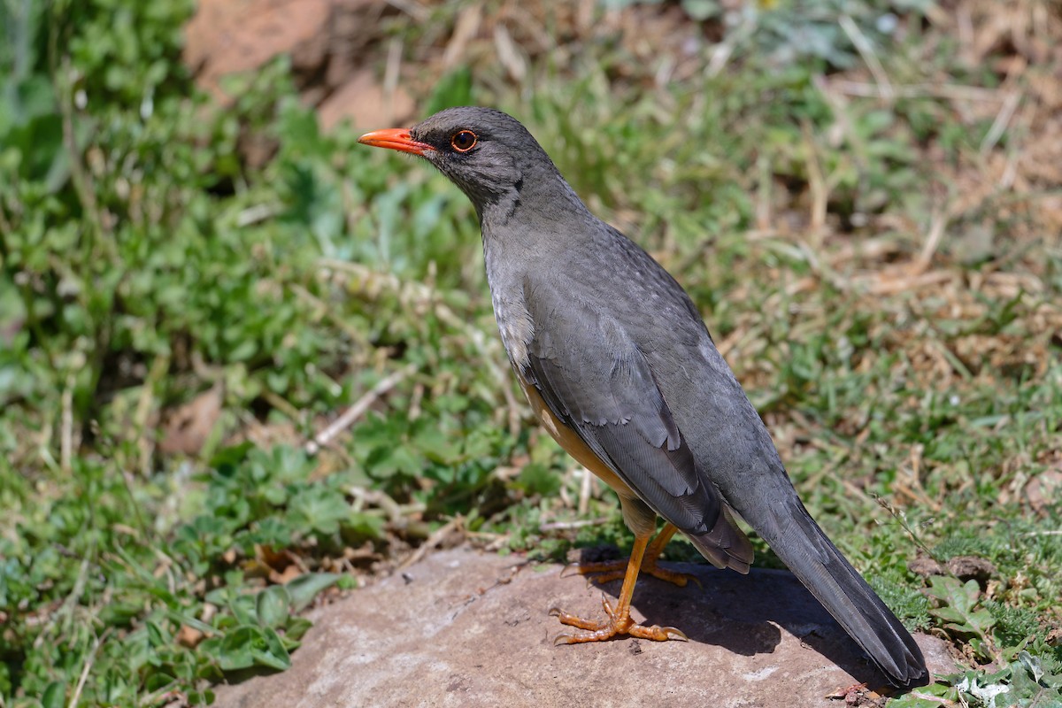 Abyssinian Thrush - ML628771193