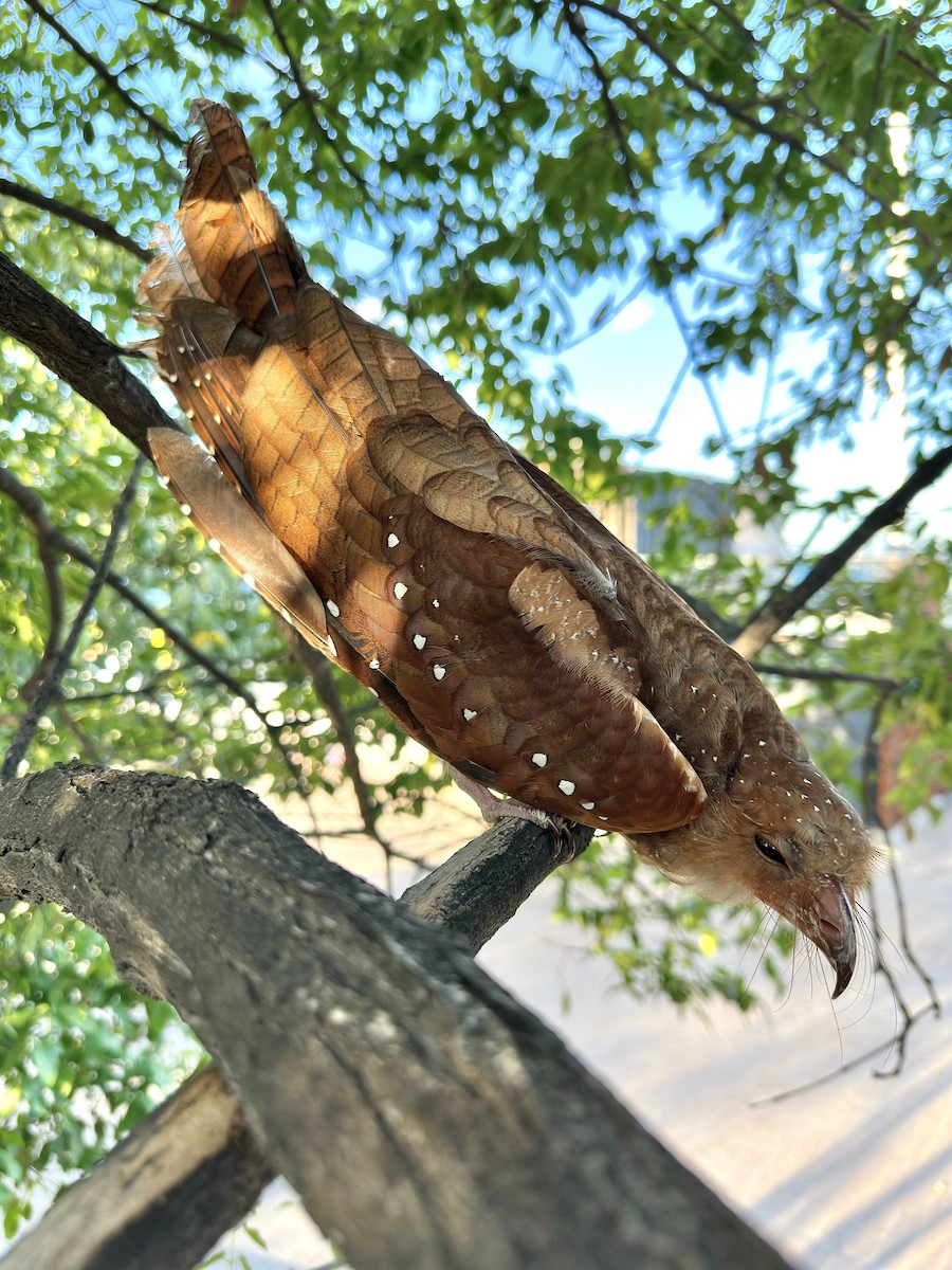 Oilbird - ML628771303