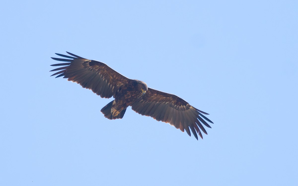 Booted Eagle - ML628771556