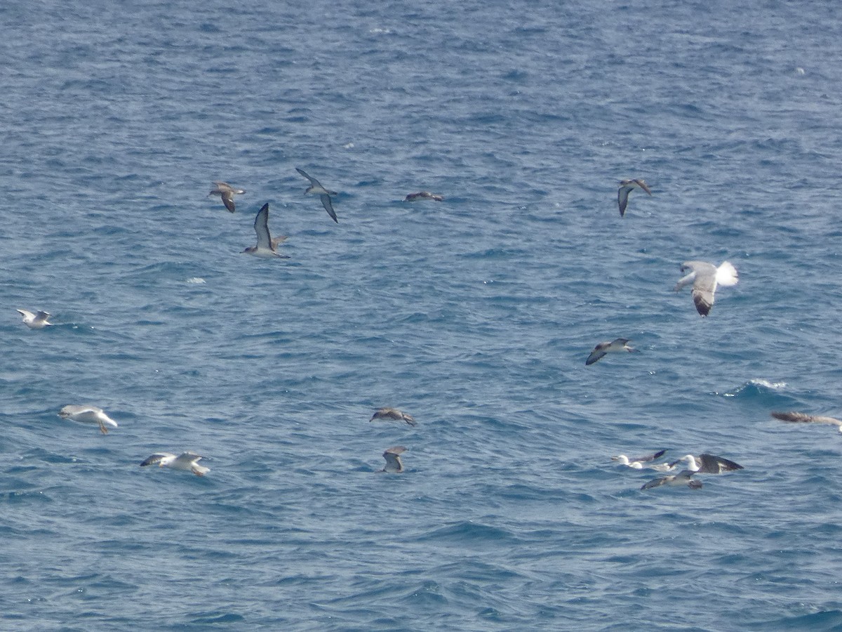 Scopoli's Shearwater - ML628771613