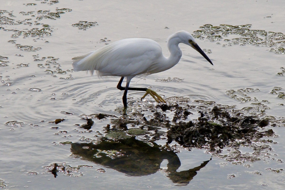 Little Egret (Western) - ML628771749