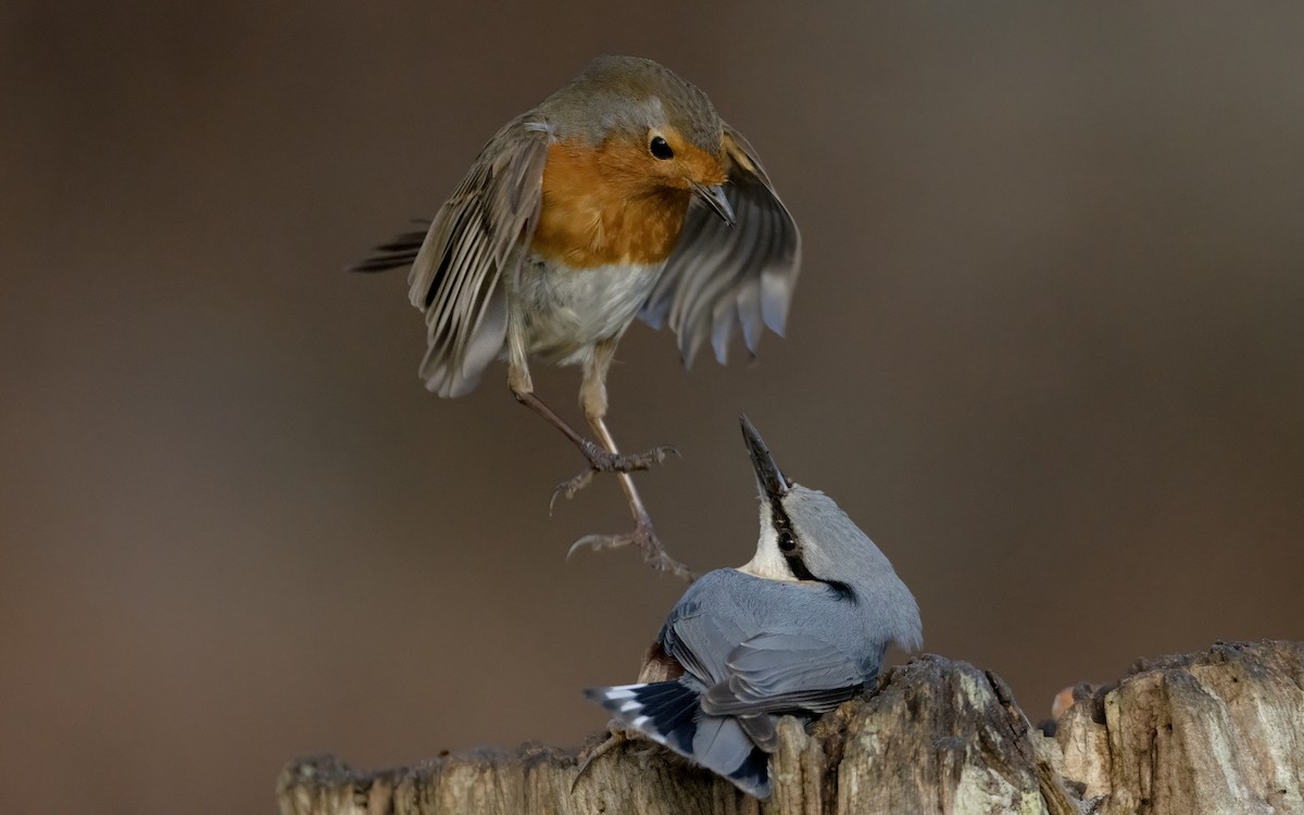 European Robin - Bob  Wood