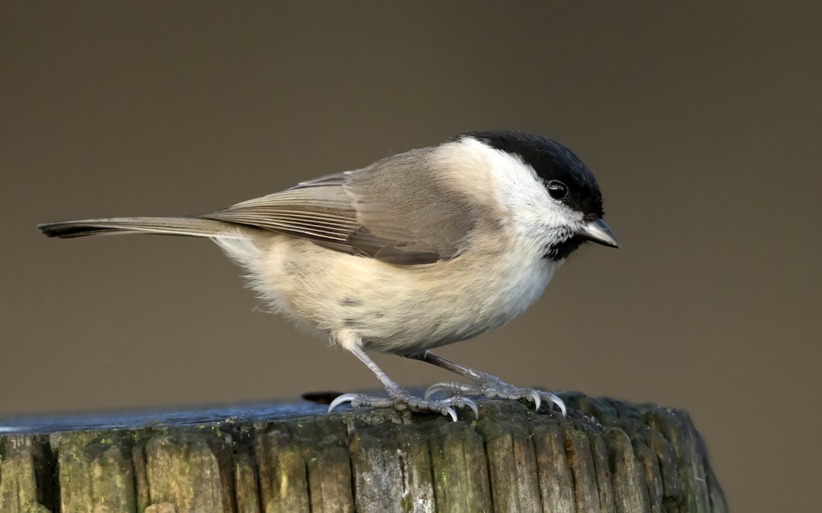 Marsh Tit - Bob  Wood