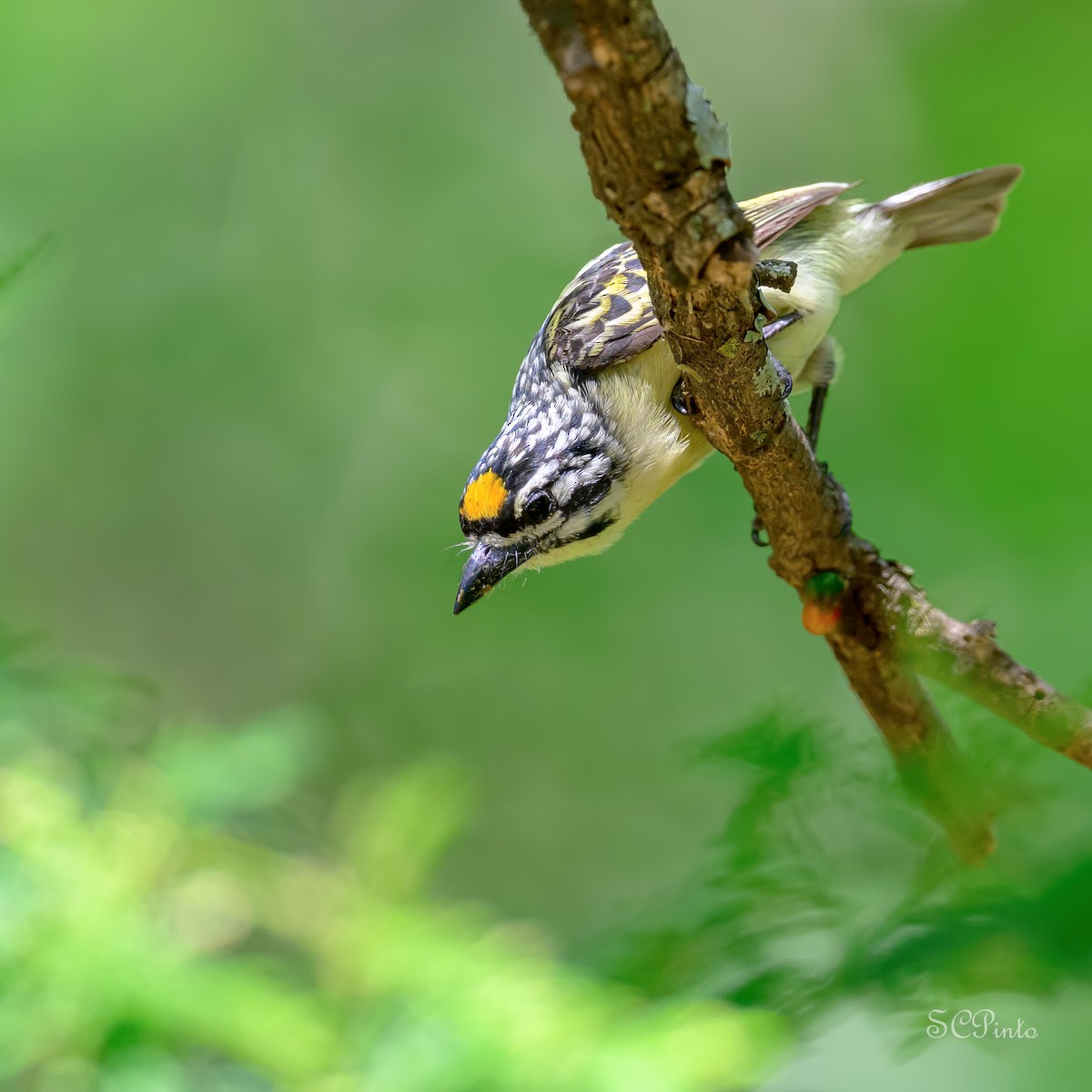 Yellow-fronted Tinkerbird - ML628771804