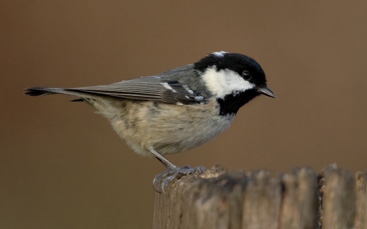 Coal Tit - Bob  Wood