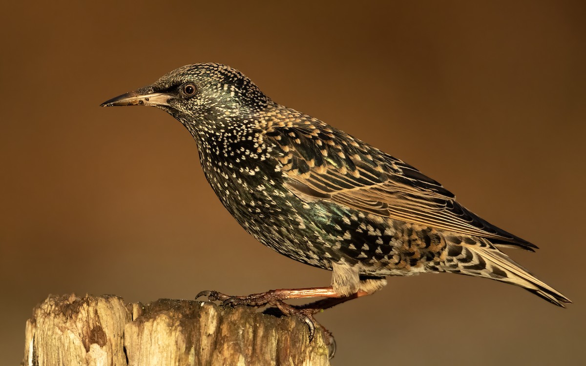European Starling - Bob  Wood