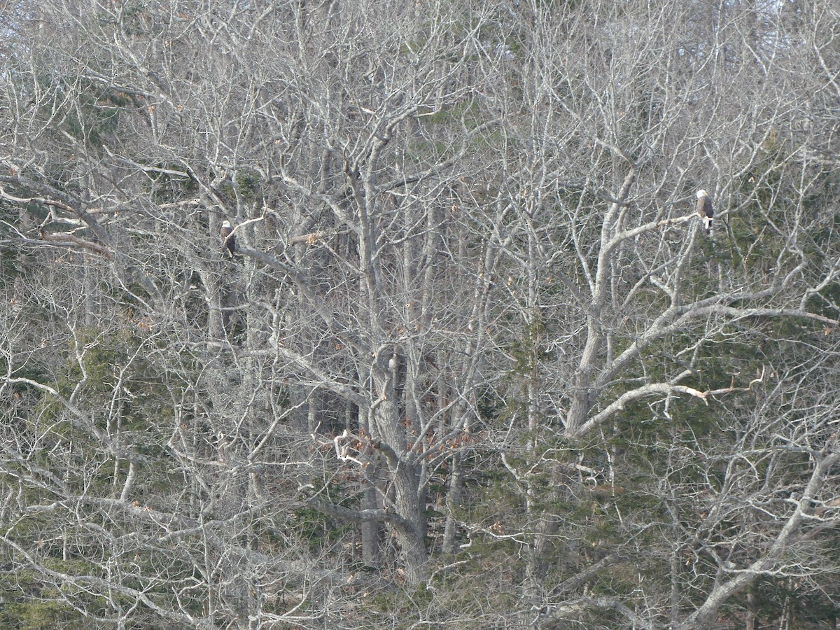 Bald Eagle - ML628771958