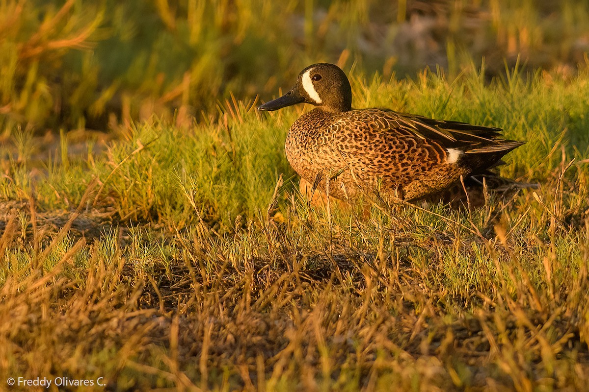 Blue-winged Teal - ML628772219