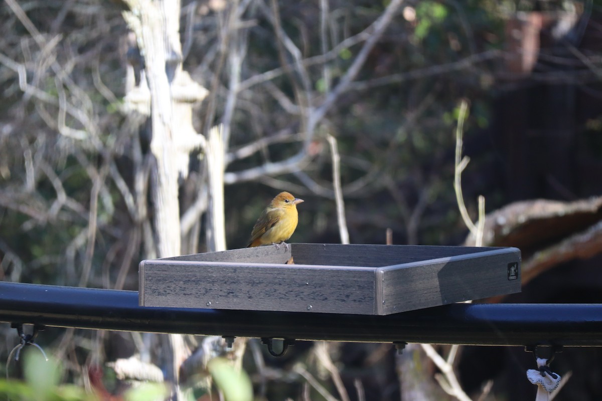 Summer Tanager - ML628772282