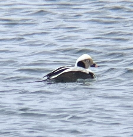 Long-tailed Duck - ML628772293