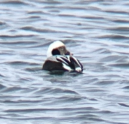 Long-tailed Duck - ML628772294