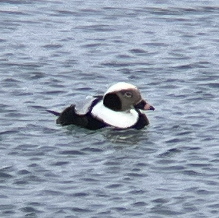 Long-tailed Duck - ML628772295