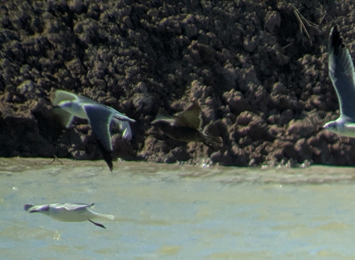 Gray Gull - ML628772304
