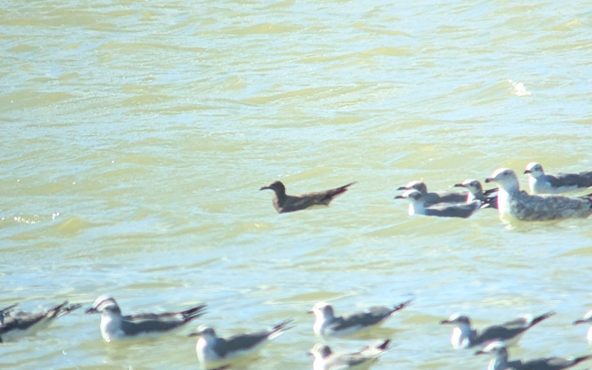 Gray Gull - ML628772305