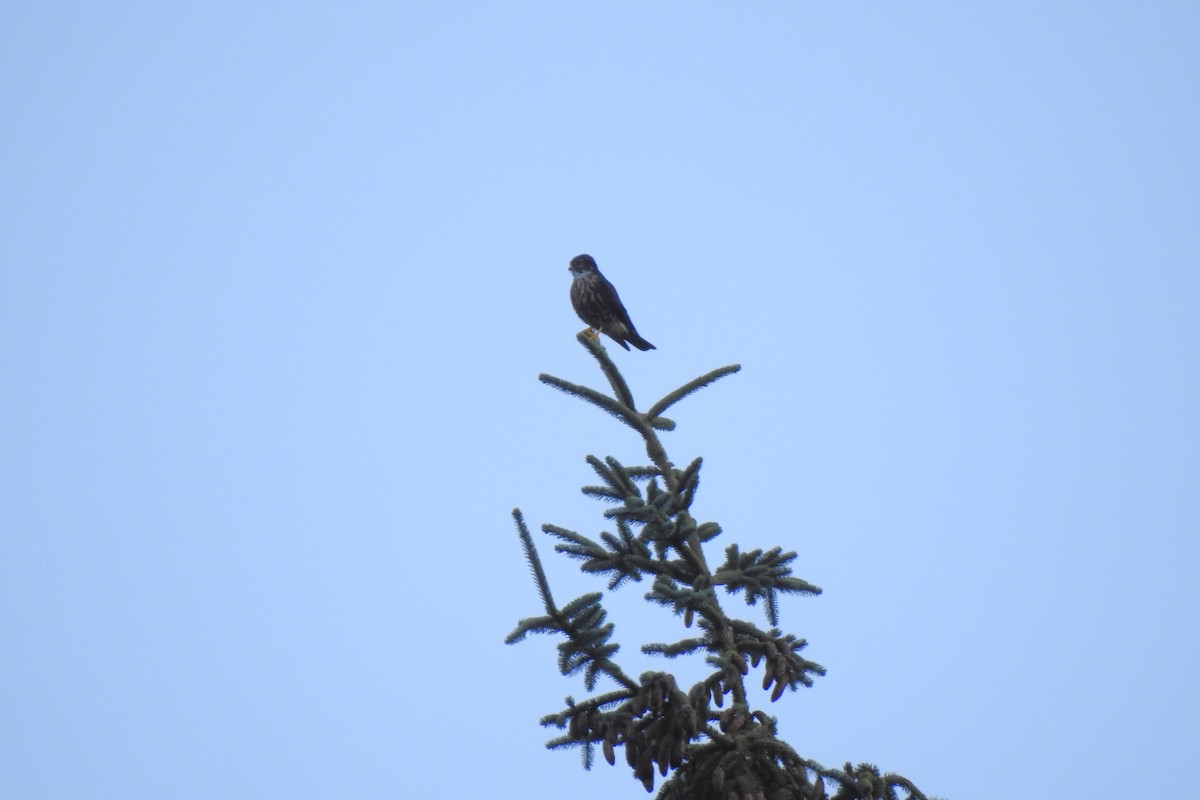 Merlin (Black) - ML628772642