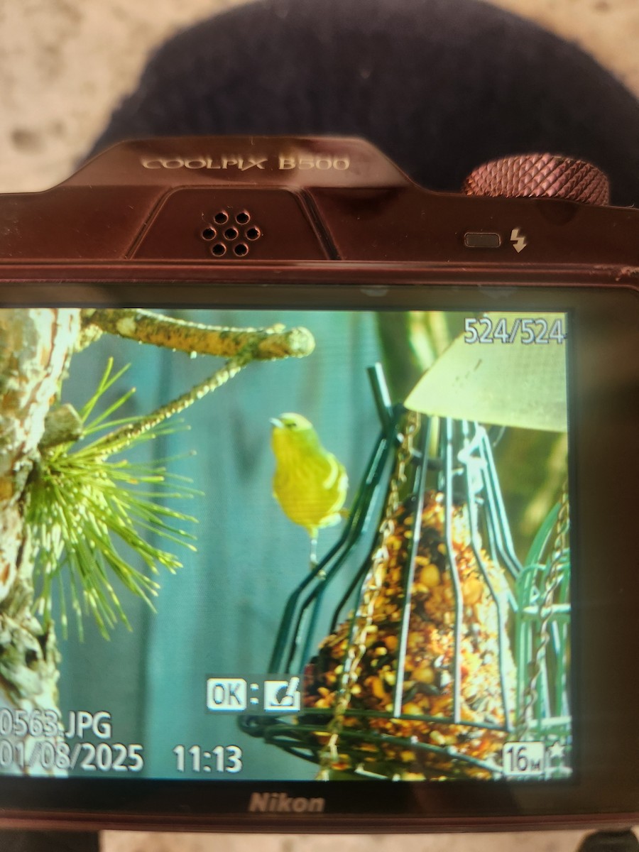 Orange-crowned Warbler - ML628772882