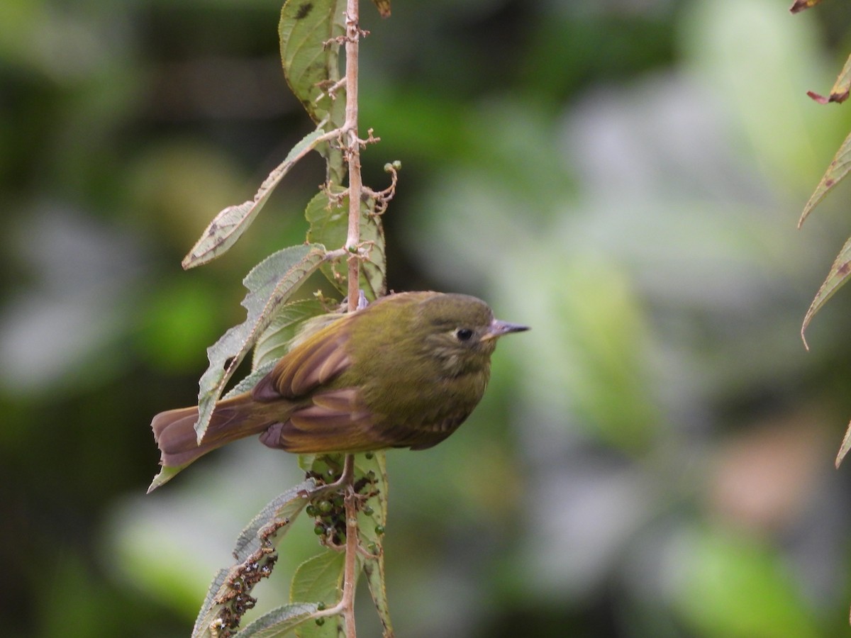 Olive-streaked Flycatcher - ML628772951