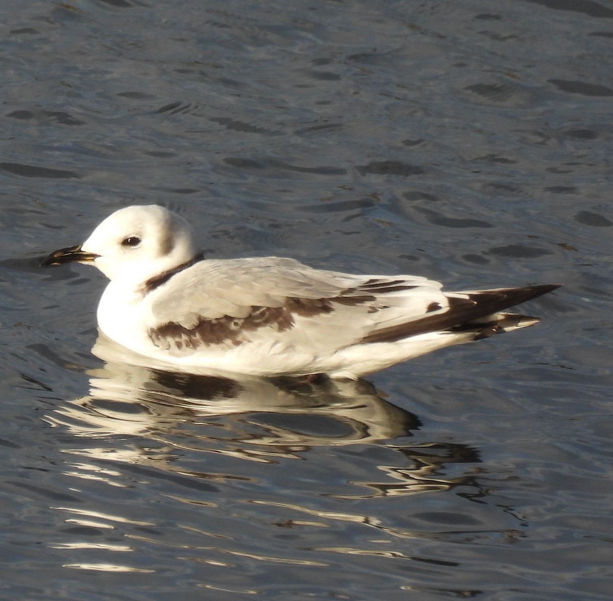 Black-legged Kittiwake - ML628773017